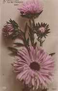 a greeting to my friend aster greek name antique ww1 169016 A4 Photo Print