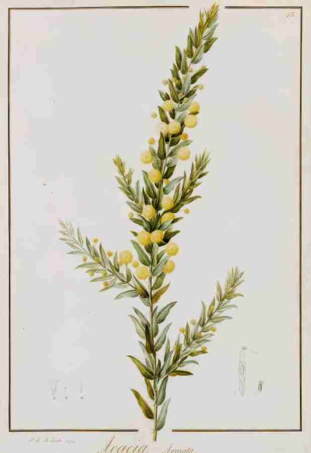 acacia Art A4 Photo Print