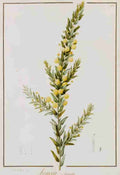 acacia Art A4 Photo Print UK