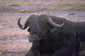 african buffalo botswana 1980s 1990s A4 Photo Print