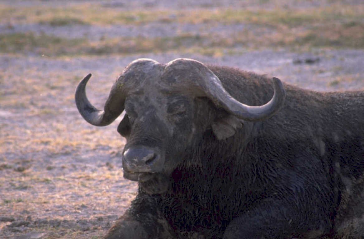 african buffalo botswana 1980s 1990s A4 Photo Print