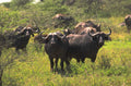 african buffalo herds 1980s 1990s A4 Photo Print 42