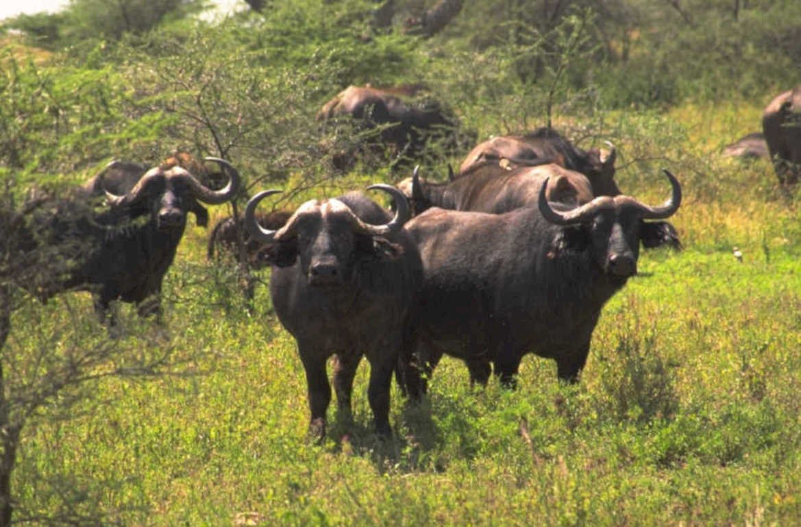 african buffalo herds 1980s 1990s A4 Photo Print 42