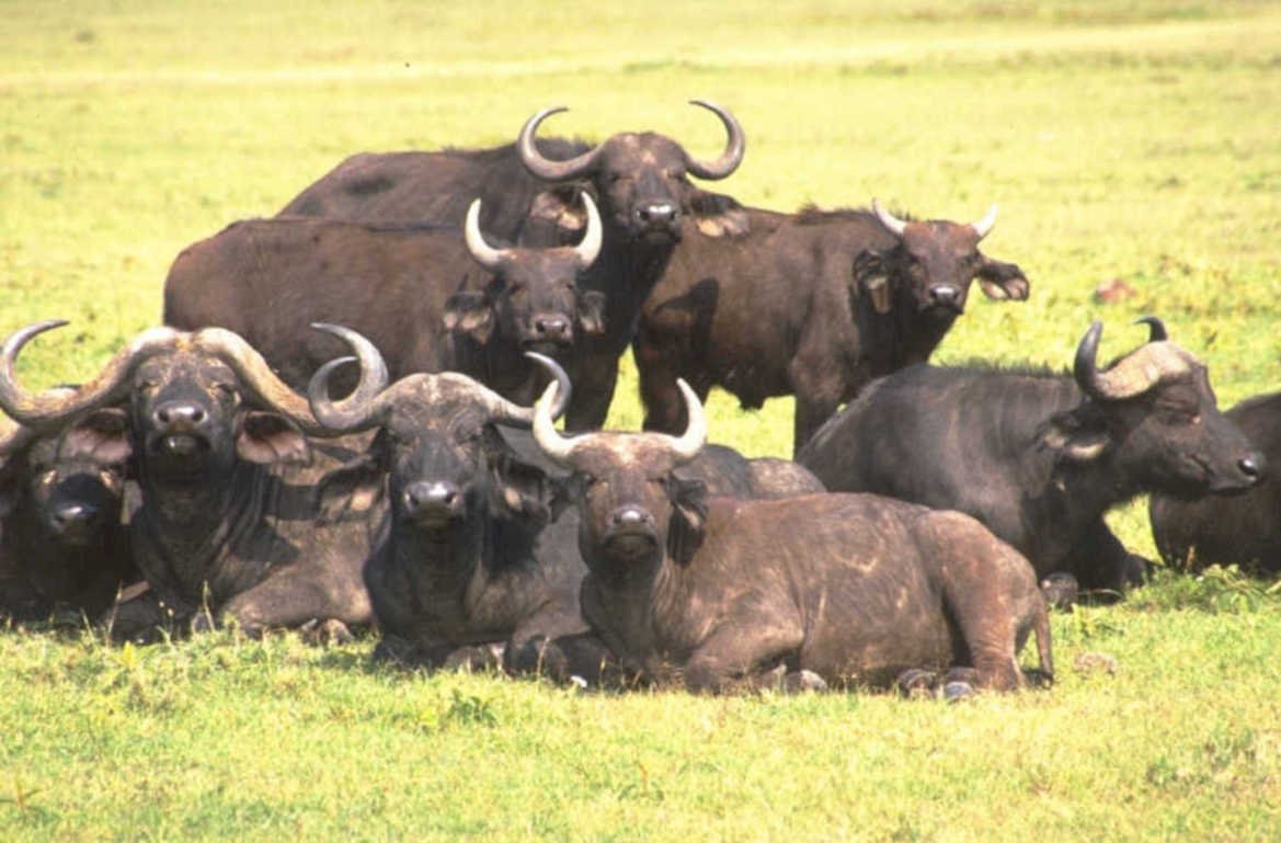 african buffalo herds 1980s 1990s A4 Photo Print
