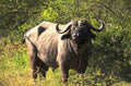 african buffalo serengeti 1 1980s 1990s A4 Photo Print