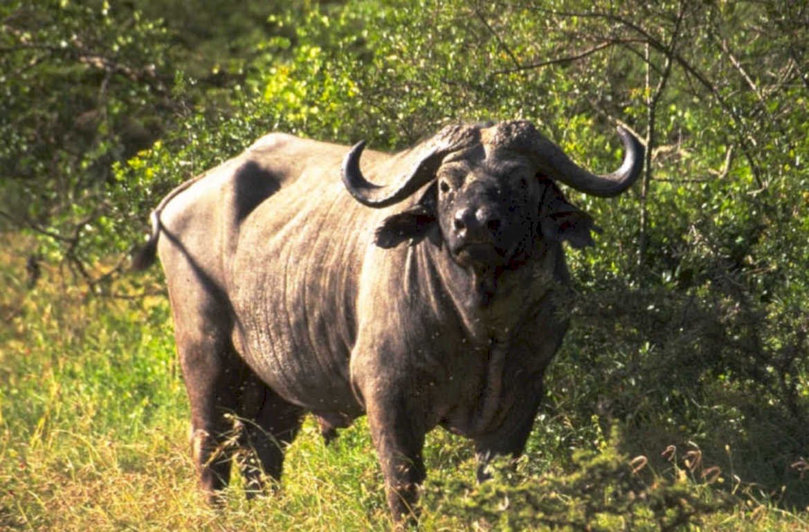 african buffalo serengeti 1 1980s 1990s A4 Photo Print
