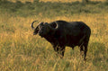 african buffalo serengeti 2 1980s 1990s A4 Photo Print