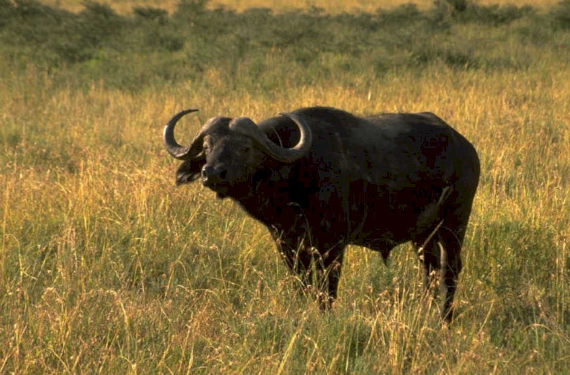 african buffalo serengeti 2 1980s 1990s A4 Photo Print