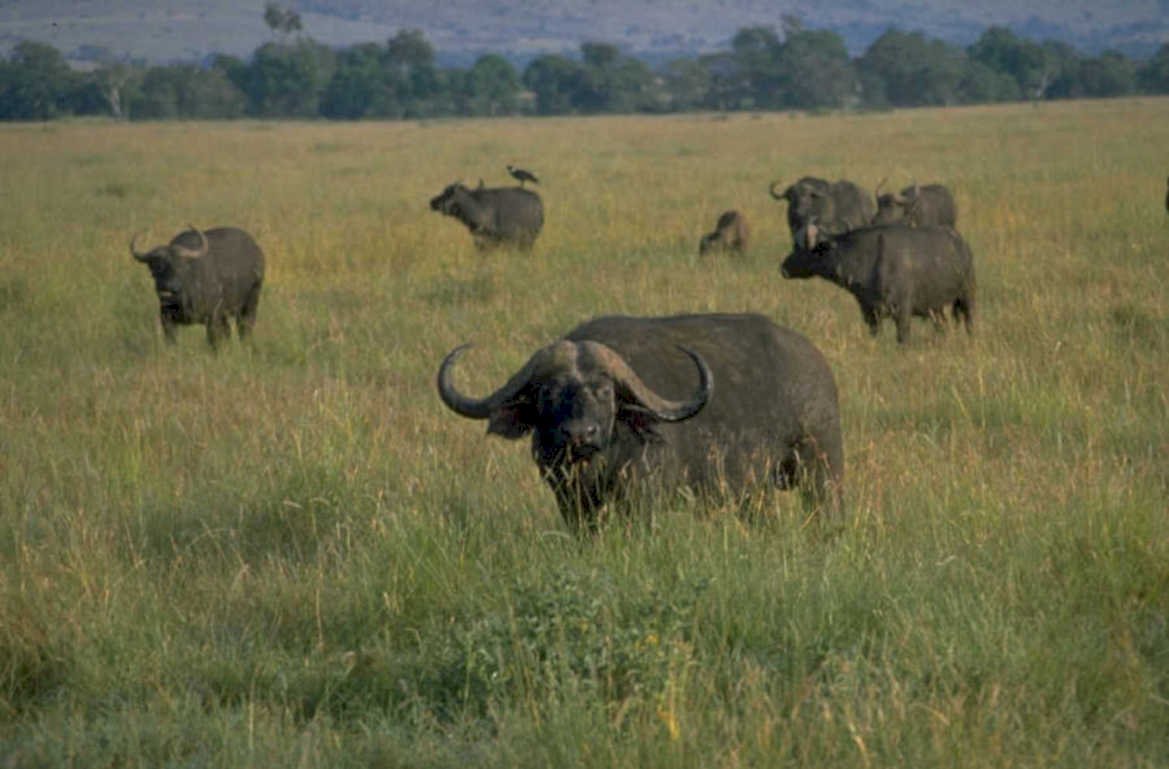 african buffalo serengeti 3 1980s 1990s A4 Photo Print