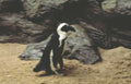 african penguin emmenreef Vintage A4 Photo Print