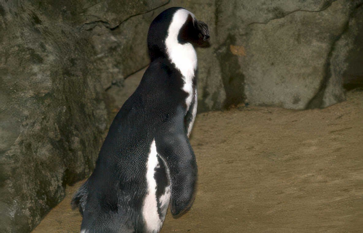 african penguin zoo Vintage A4 Photo Print