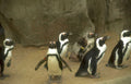 african penguins zoo Vintage A4 Photo Print
