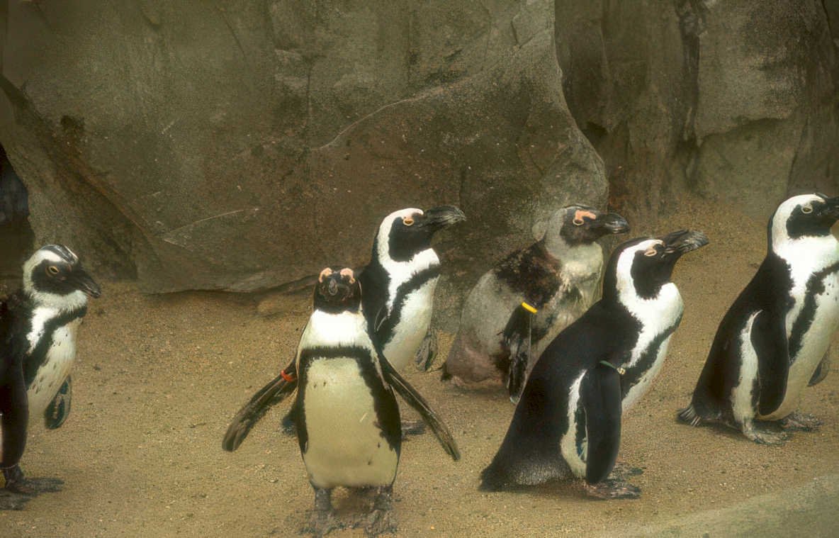 african penguins zoo Vintage A4 Photo Print