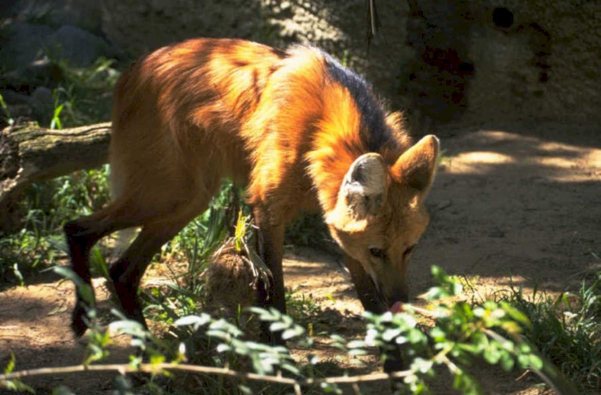 african wild dog 1 1980s 1990s A4 Photo Print