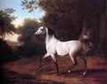 agas A Grey Arab Stallion Art A4 Photo Print
