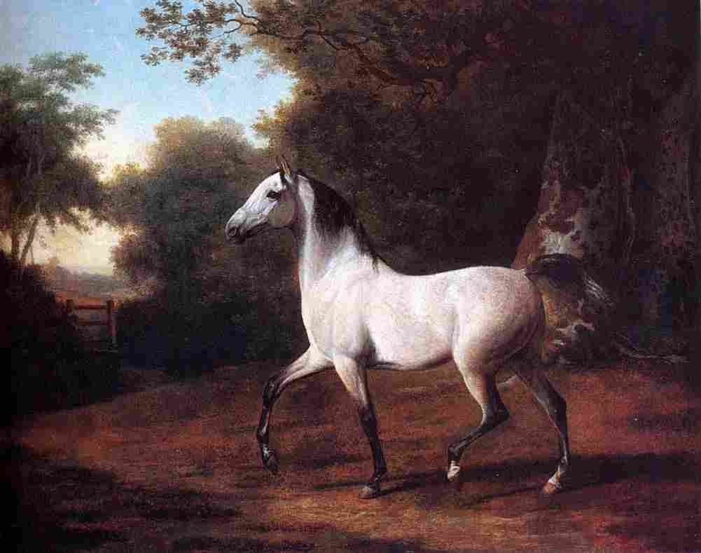 agas A Grey Arab Stallion Art A4 Photo Print