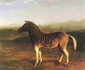 agas A Male Quagga Art A4 Photo Print