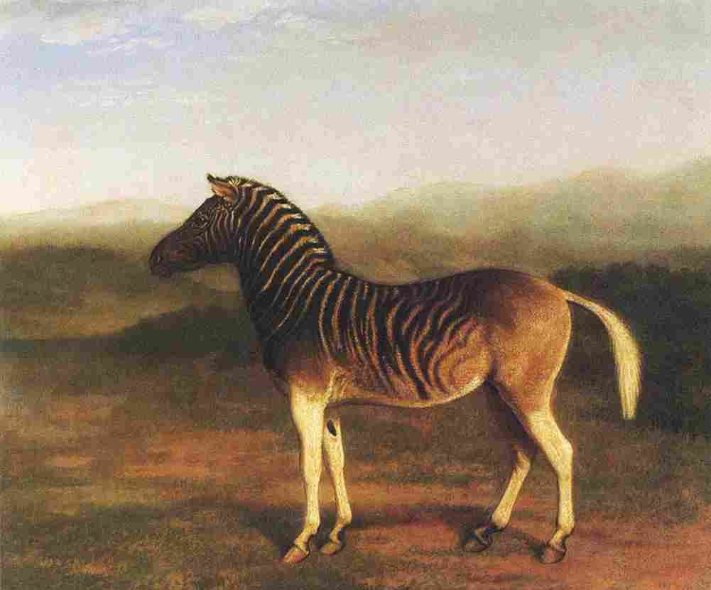 agas A Male Quagga Art A4 Photo Print