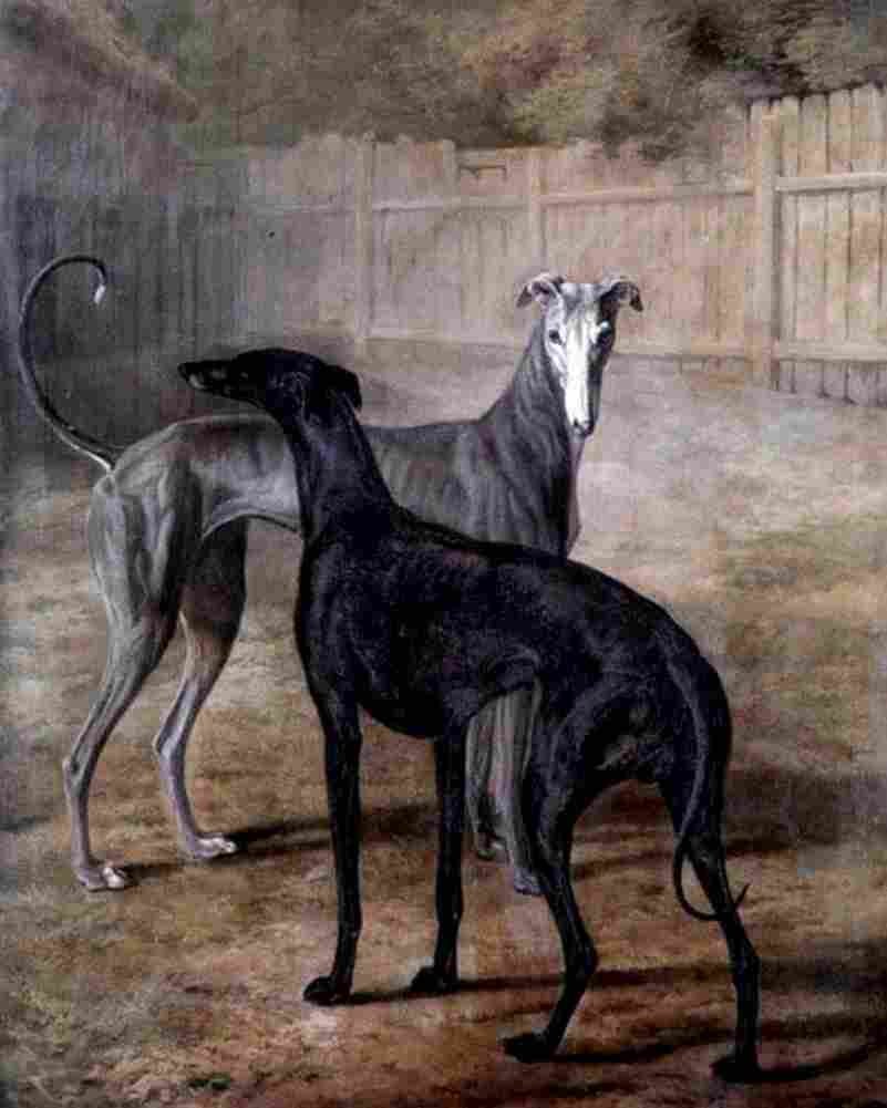 agas Rolla and Portia Art A4 Photo Print
