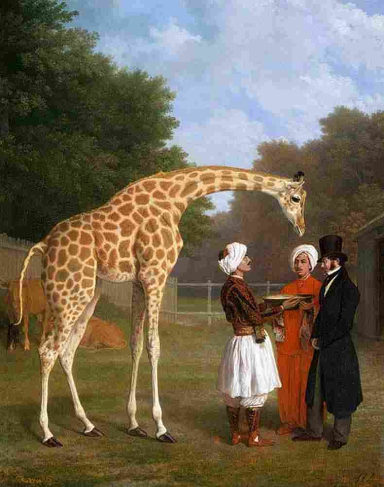 agas The Nubian Giraffe Art A4 Photo Print