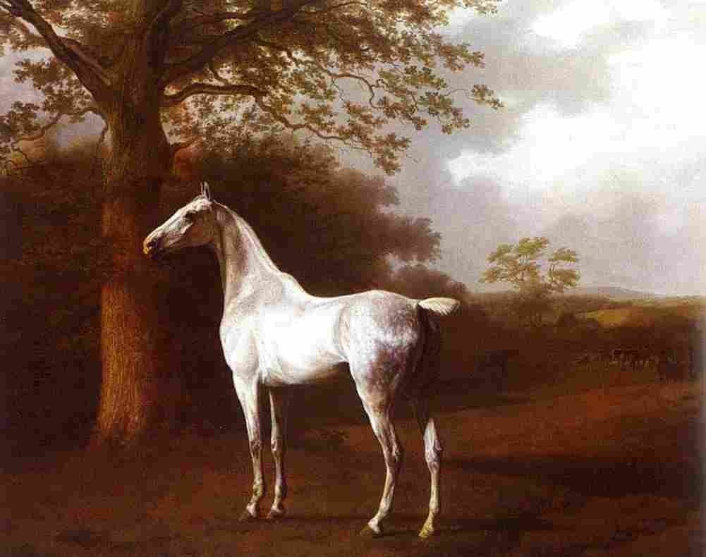agas White Horse in Pasture Art A4 Photo Print