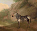 agas Zebra Art A4 Photo Print