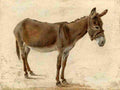 agas a donkey Art A4 Photo Print