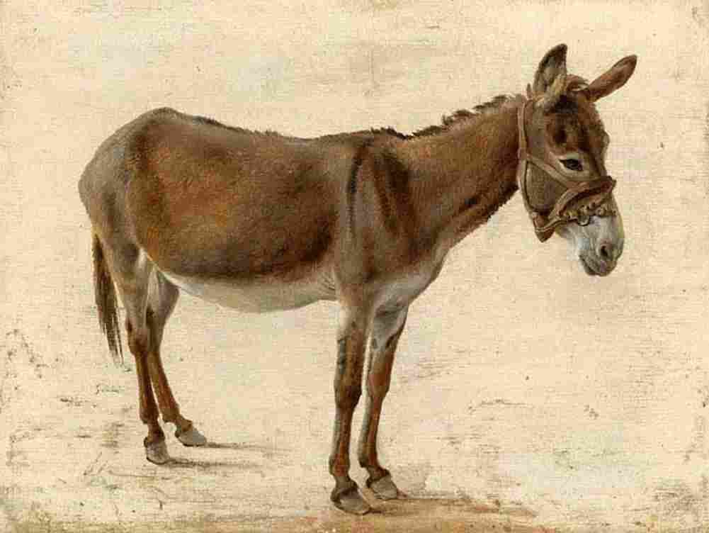 agas a donkey Art A4 Photo Print