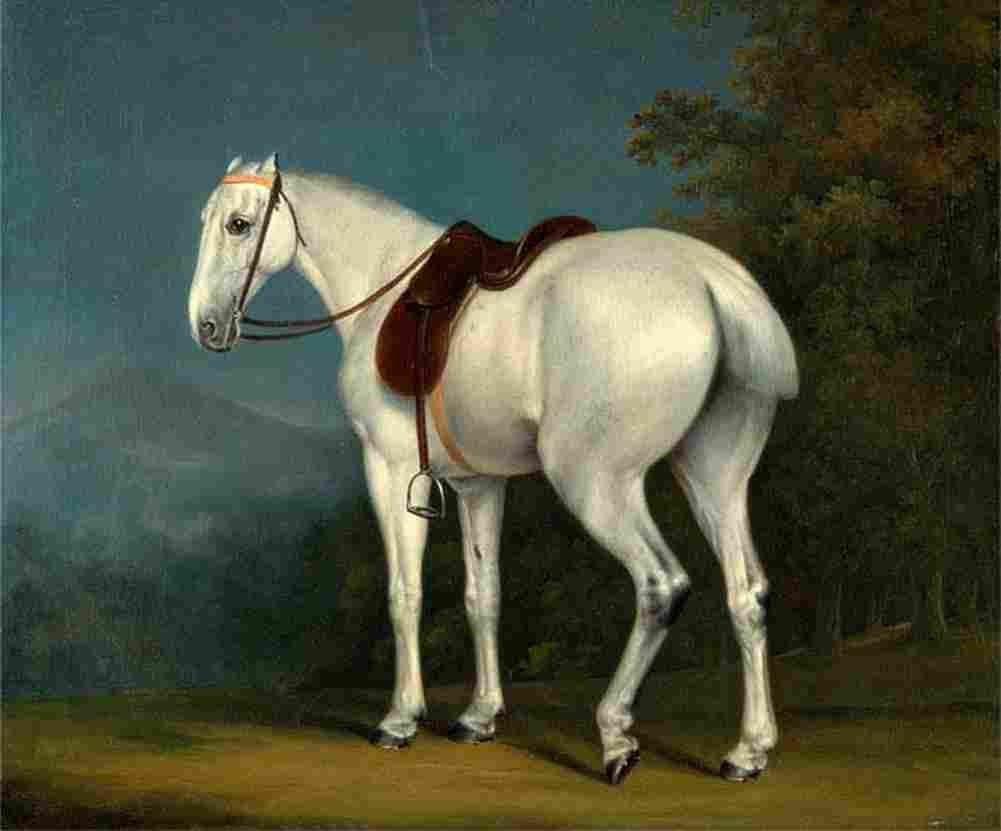 agas a lady s grey hunter Art A4 Photo Print