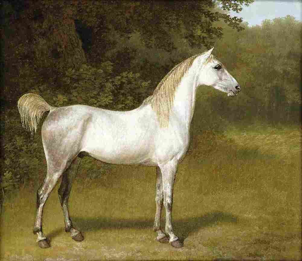 agas an arab stallion Art A4 Photo Print