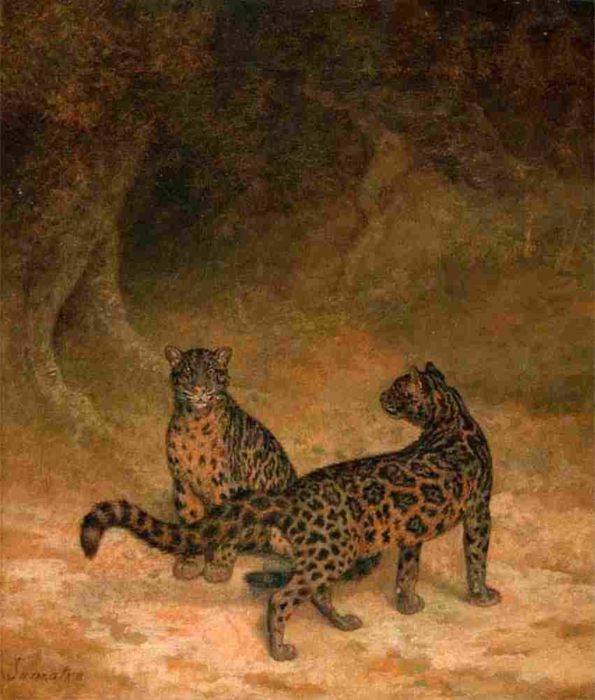 agas clouded leopards Art A4 Photo Print