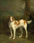 agas dash a setter in a wooded landscape Art A4 Photo Print