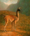 agas guanaco Art A4 Photo Print