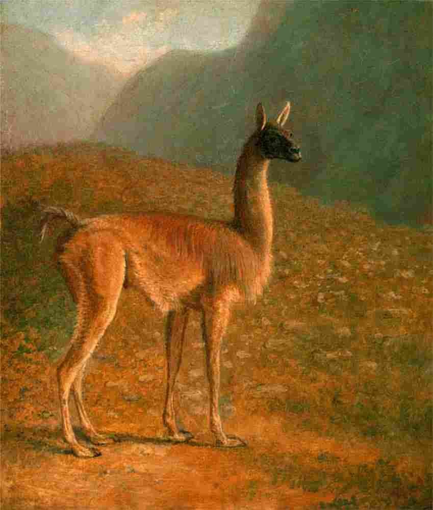 agas guanaco Art A4 Photo Print