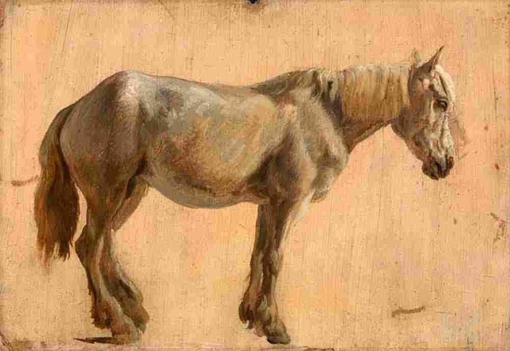 agas study of a grey horse Art A4 Photo Print
