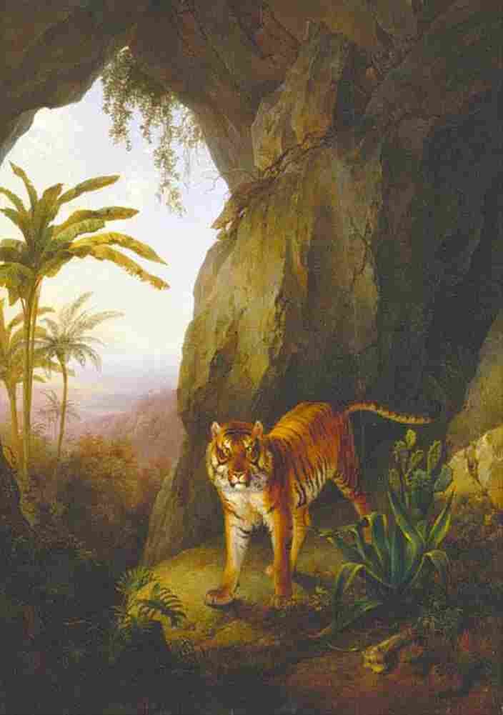 agas tiger in a cave Art A4 Photo Print