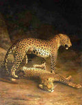 agas two leopards lying in the exeter Art A4 Photo Print