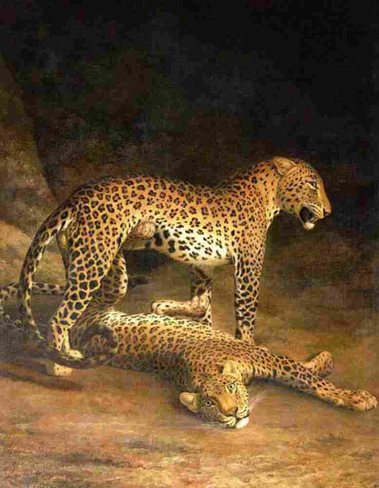 agas two leopards lying in the exeter Art A4 Photo Print