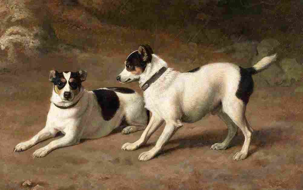 agas two terriers by a mossy bank Art A4 Photo Print