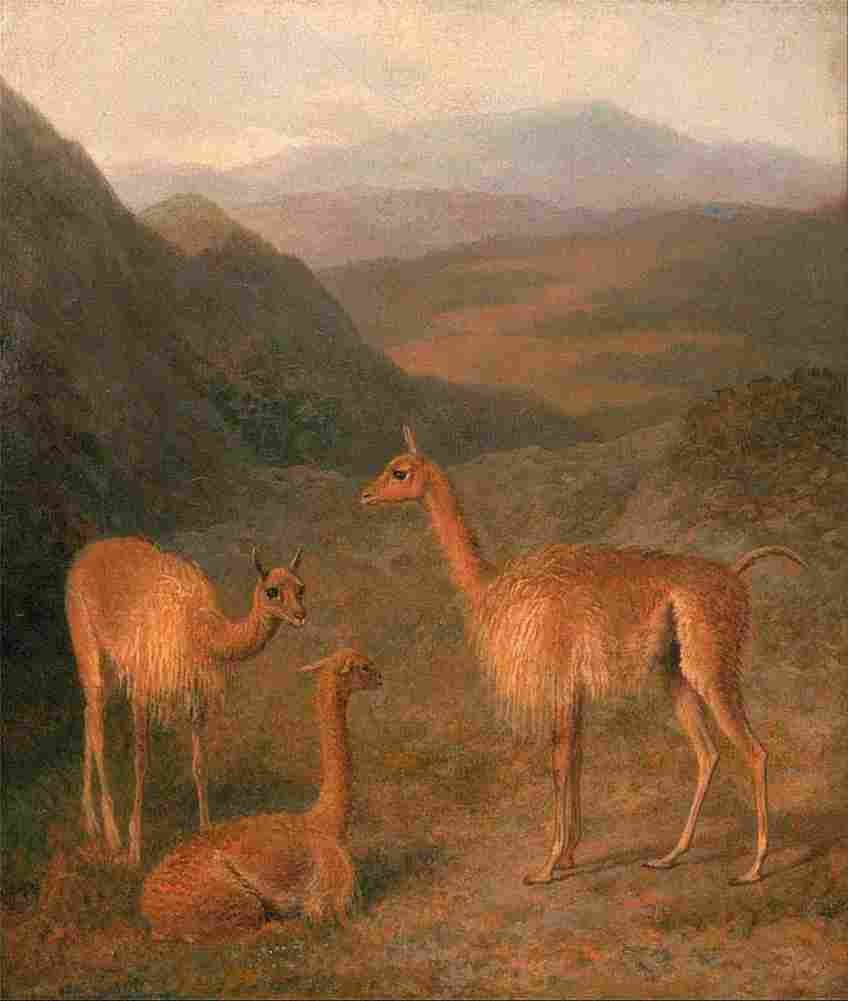 agas vicunas Art A4 Photo Print