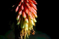 agave flower bee1980s 1990s A4 Photo Print