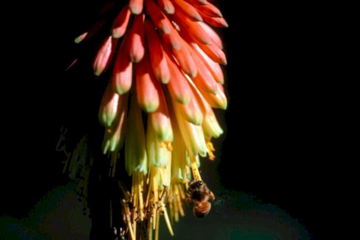 agave flower bee1980s 1990s A4 Photo Print