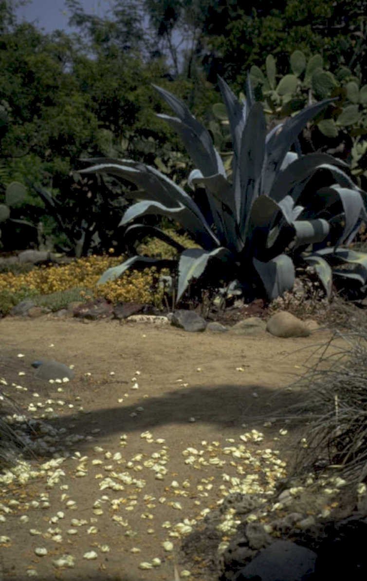 agave xeriscape desert 1980s 1990s A4 Photo Print