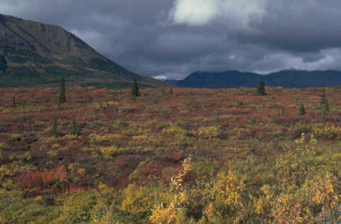 alaska tundra autumn 1980s 1990s A4 Photo Print