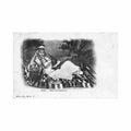 algerie biskra ouled nail barkaoum ed maure 60 Vintage A4 Photo Print