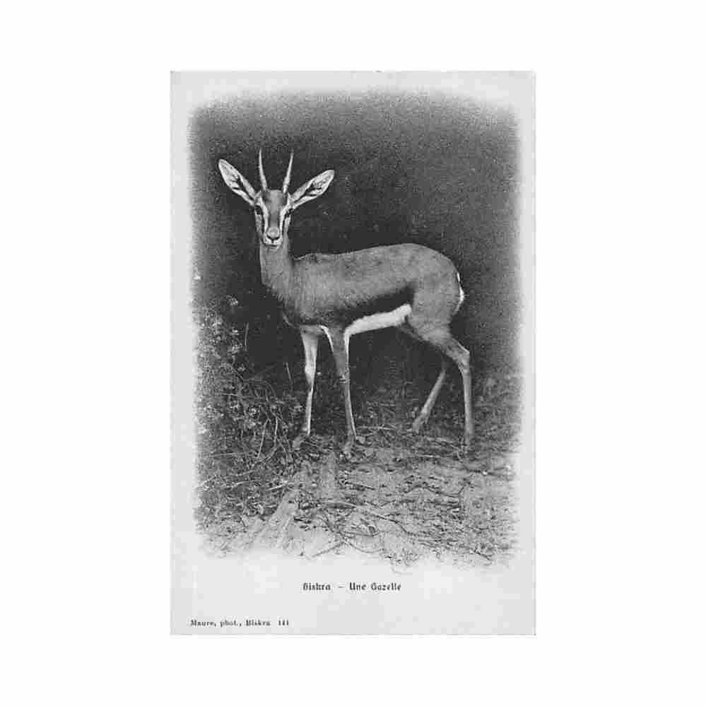 algerie biskra une gazelle ed maure 141 Vintage A4 Photo Print