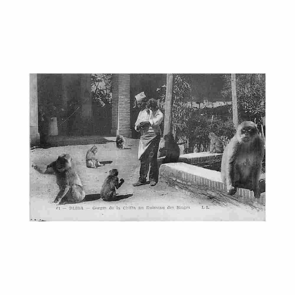 algerie blida groges de la chiffa au ruisseau des singes montage ed levy ll 61 Vintage A4 Photo Print