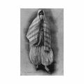 algerie mauresque costume de ville ed collection ideale ps 357 Vintage A4 Photo Print