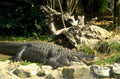 alligator bank roots 1980s 1990s A4 Photo Print