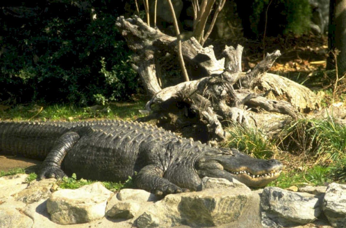 alligator bank roots 1980s 1990s A4 Photo Print